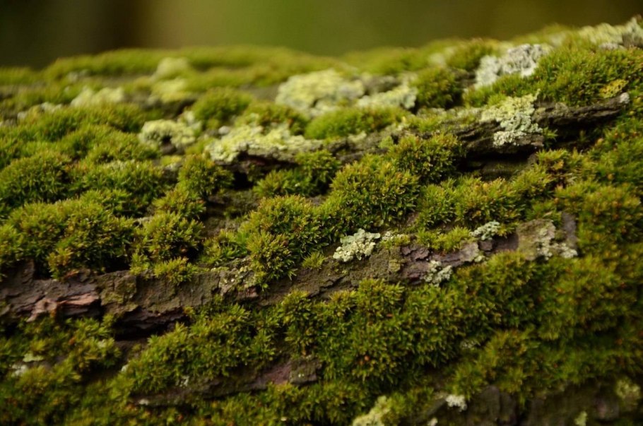 Береговой мох фото