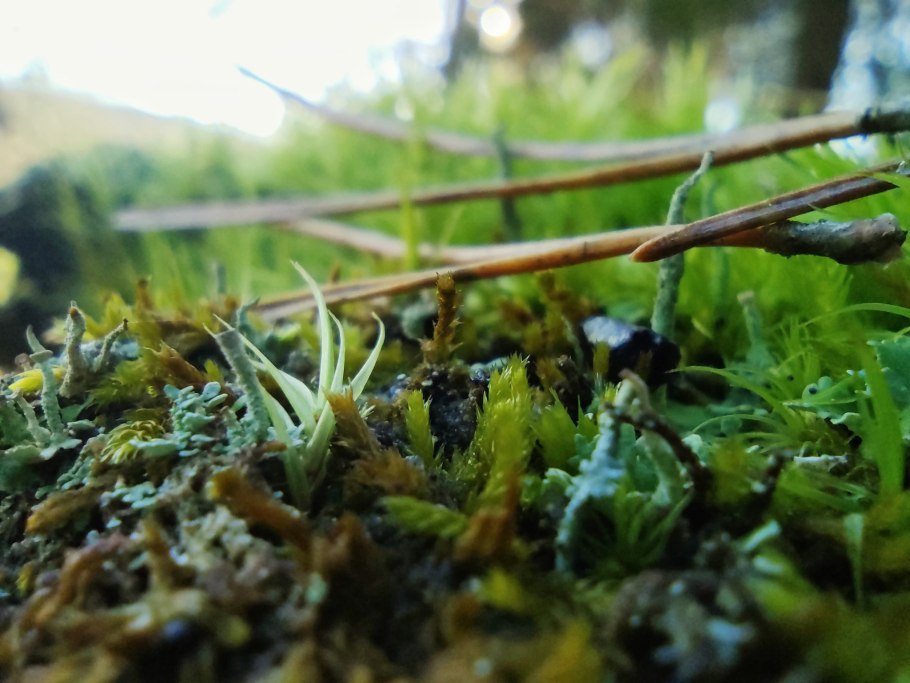 Картинки мох Пермского края