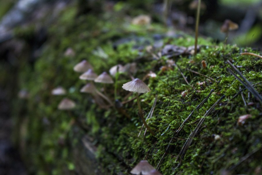 Почвопокровные вечнозеленые растения