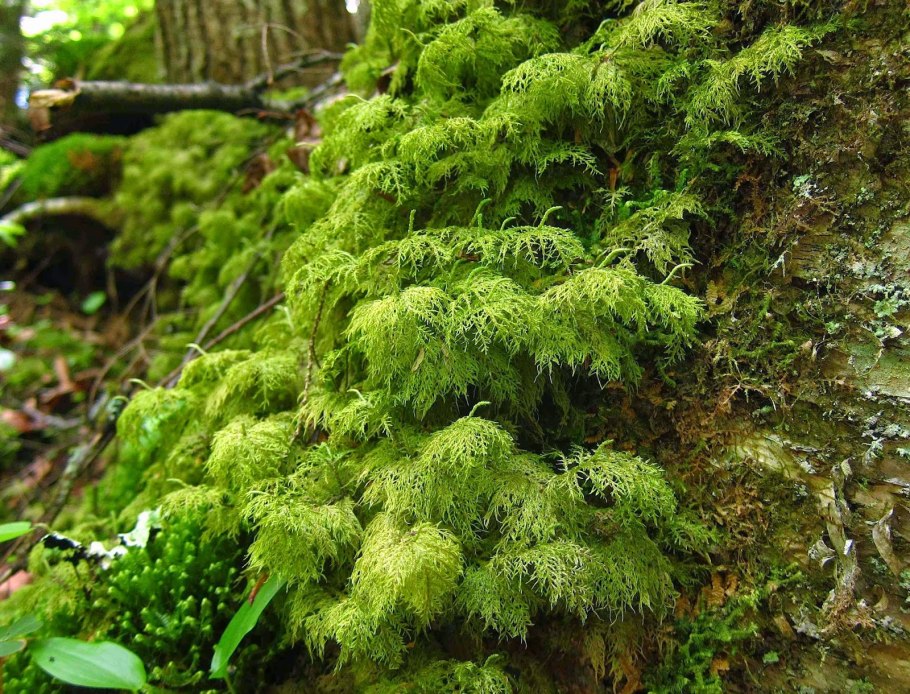 Цирифилум мох