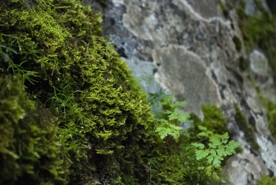 Моха и Коха