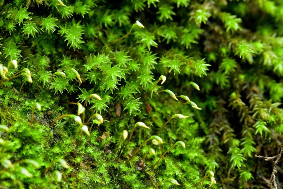 Материнская плата MSI 865gvm2-LS