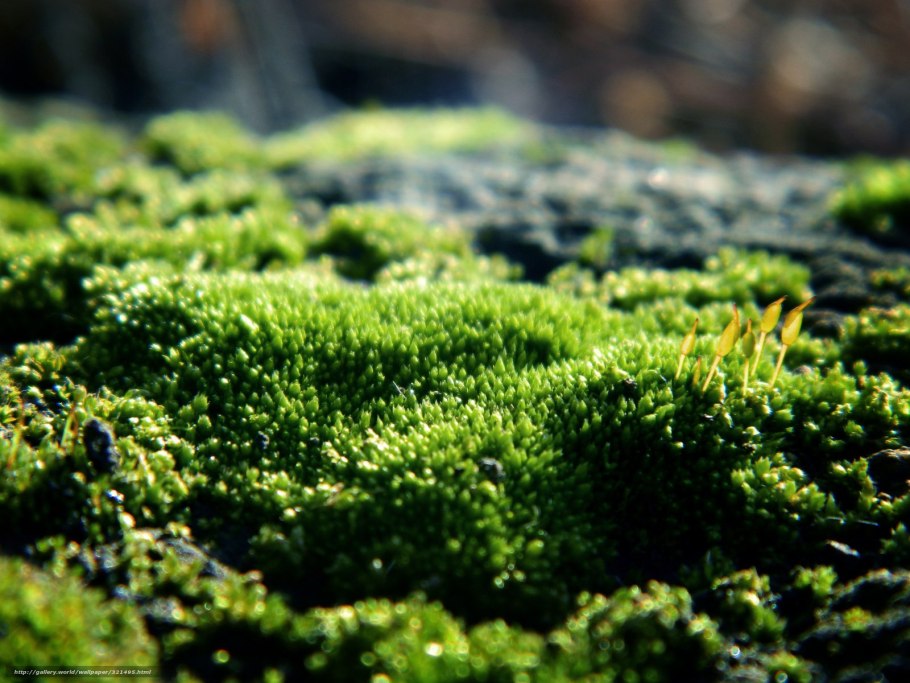 Лишайники микрофото