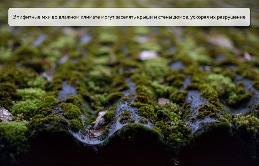 Могильный мох