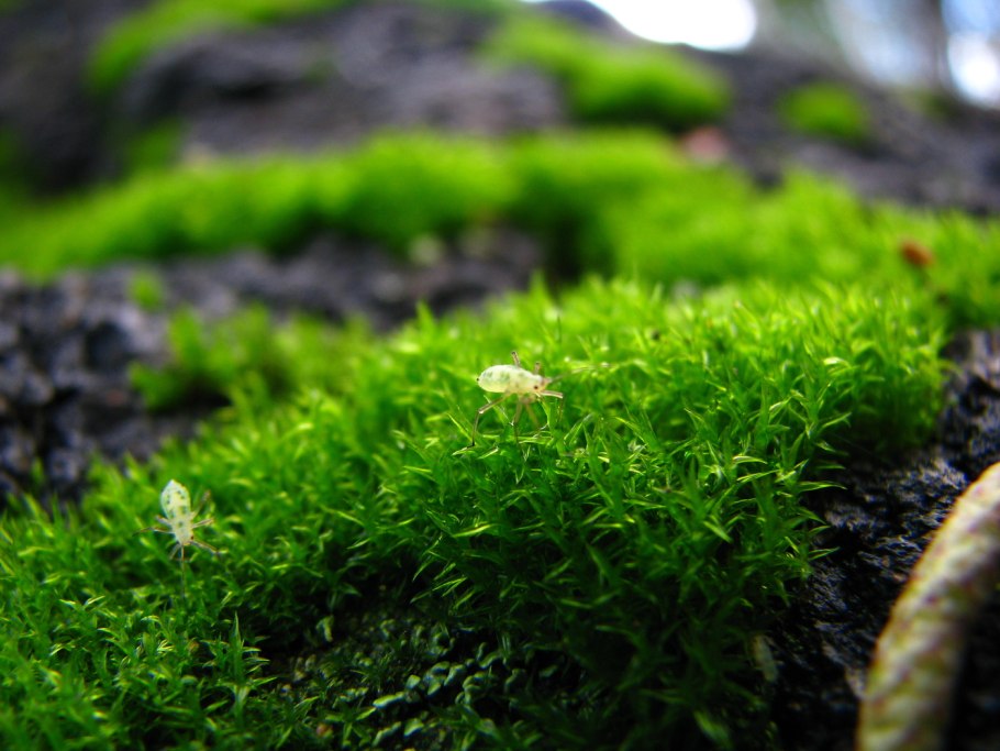 Мхи Московской области