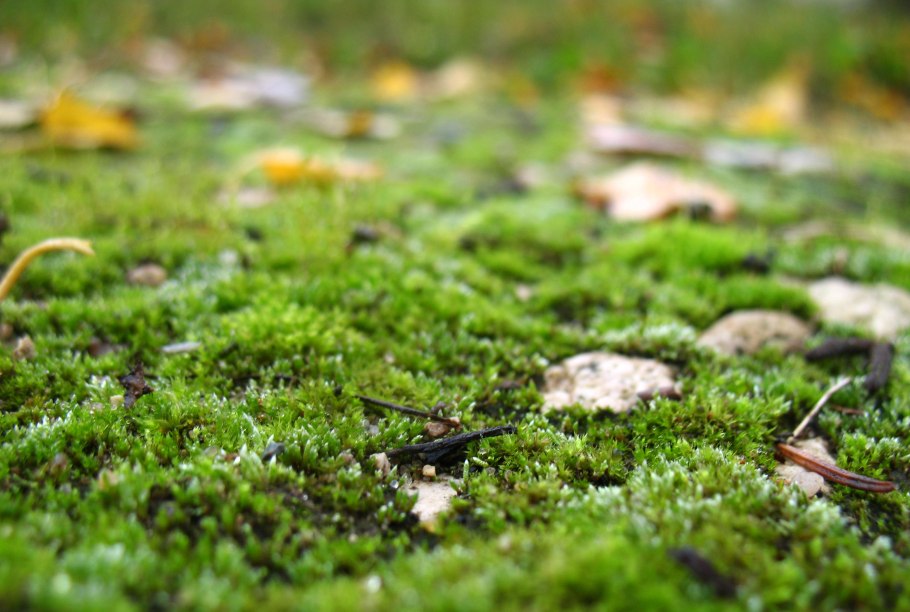 Моховой цвет