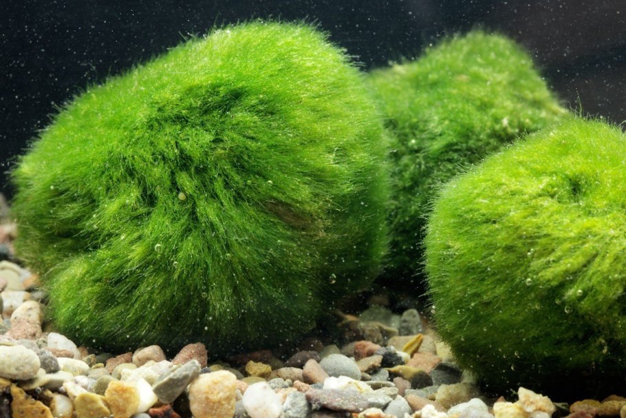 Бриевый мох