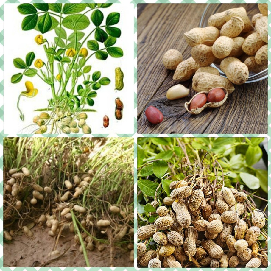 Арахис растет в земле