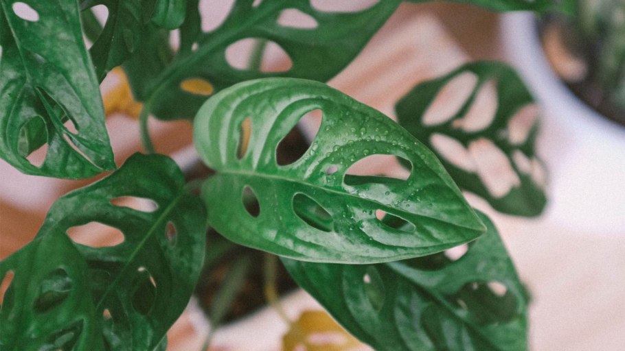 Лист монстеры на белом фоне