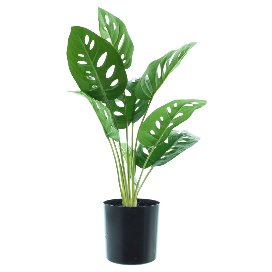 Цефалотус мешочковый