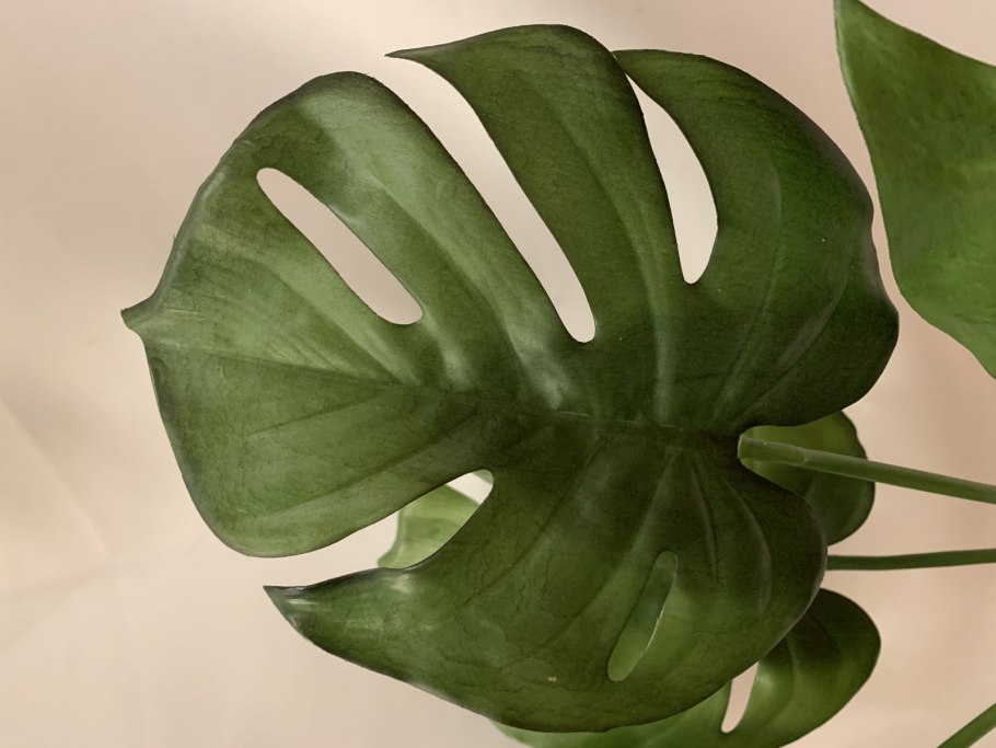 Обои монстера