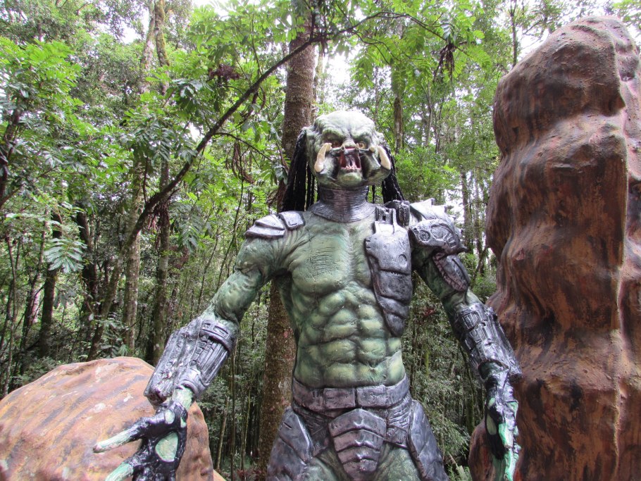 Монстера Адансона adansonii