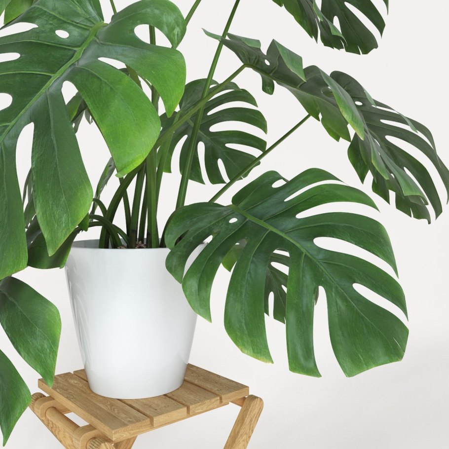 Хищные растения фэнтези