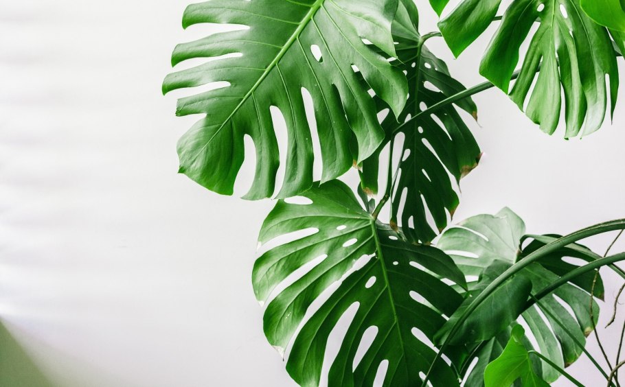 Монстера ланиата