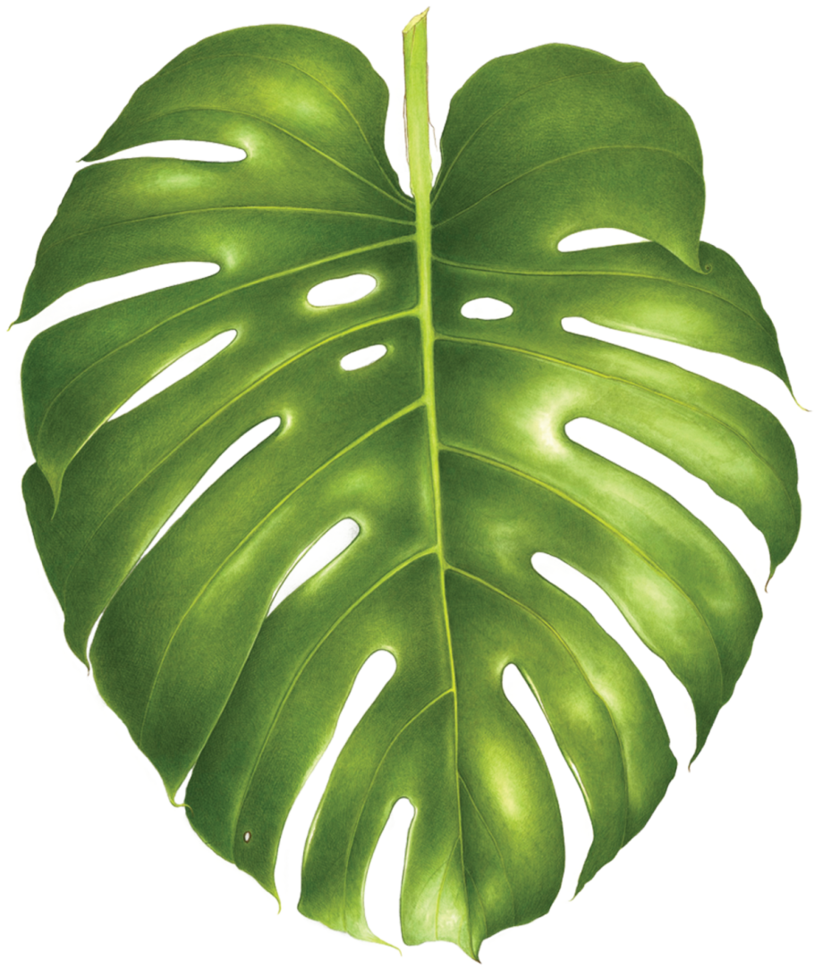 Цветок похожий на монстеру