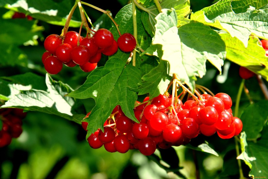 Калина красная дерево