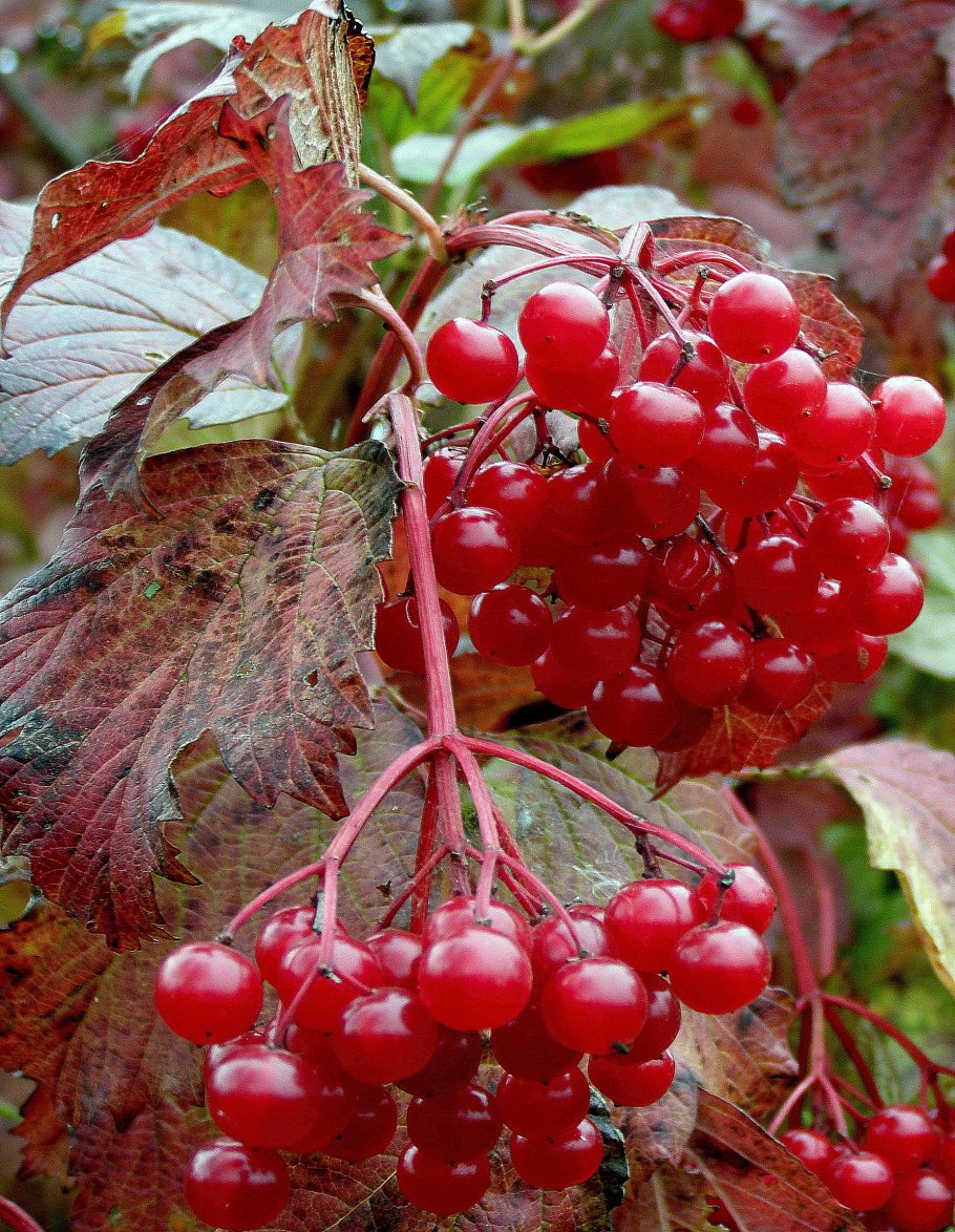 Калина обыкновенная красная гроздь