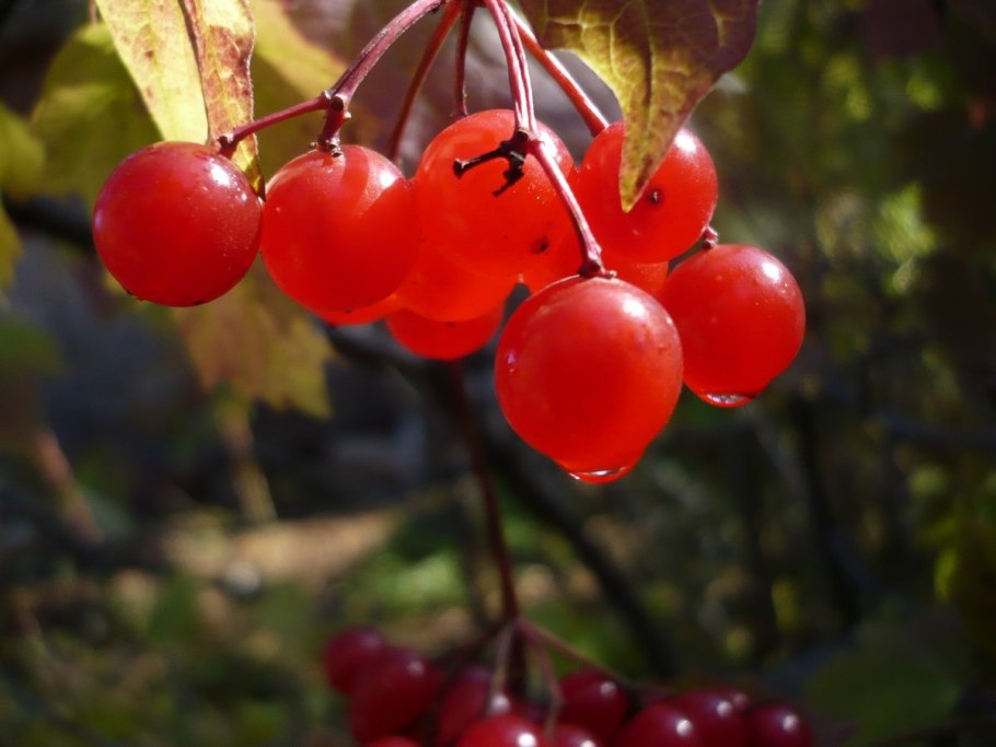 Ягода калина