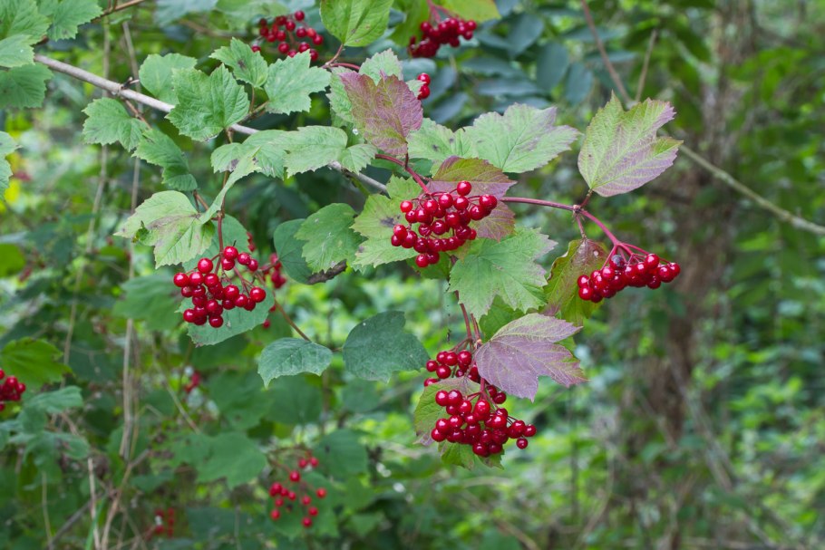 Калина красная обыкновенная