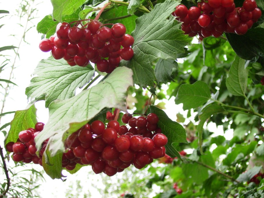 Калина обыкновенная Viburnum opulus
