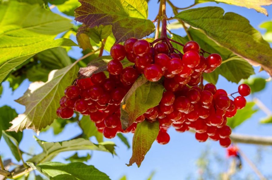 Калина (Viburnum)