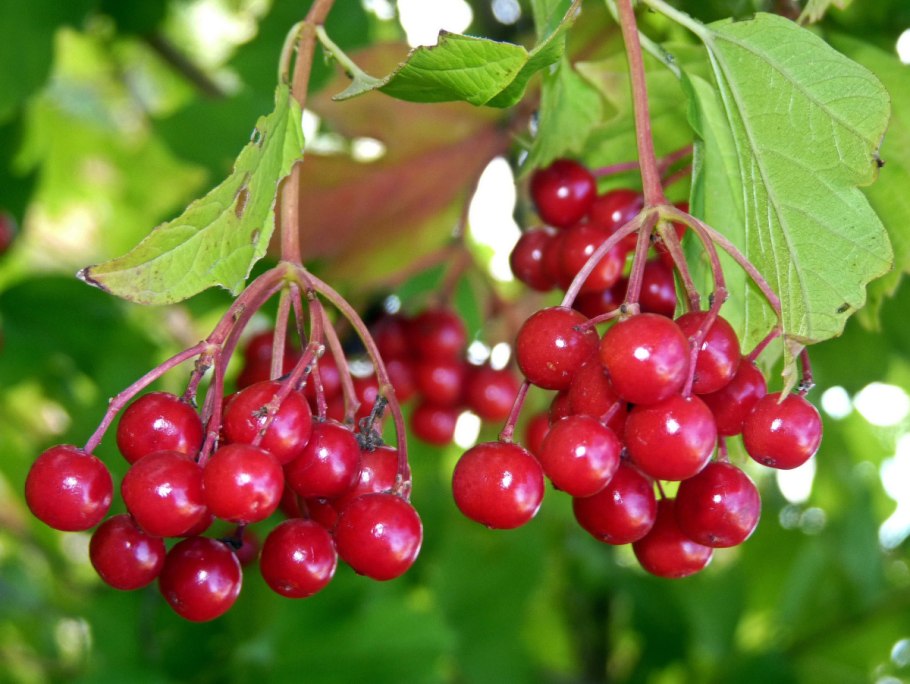 Калина обыкновенная Viburnum opulus