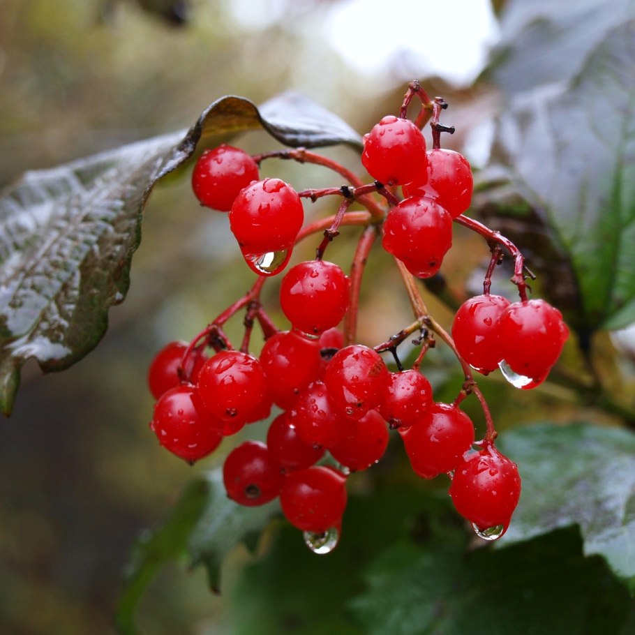 Калина (viburnum)