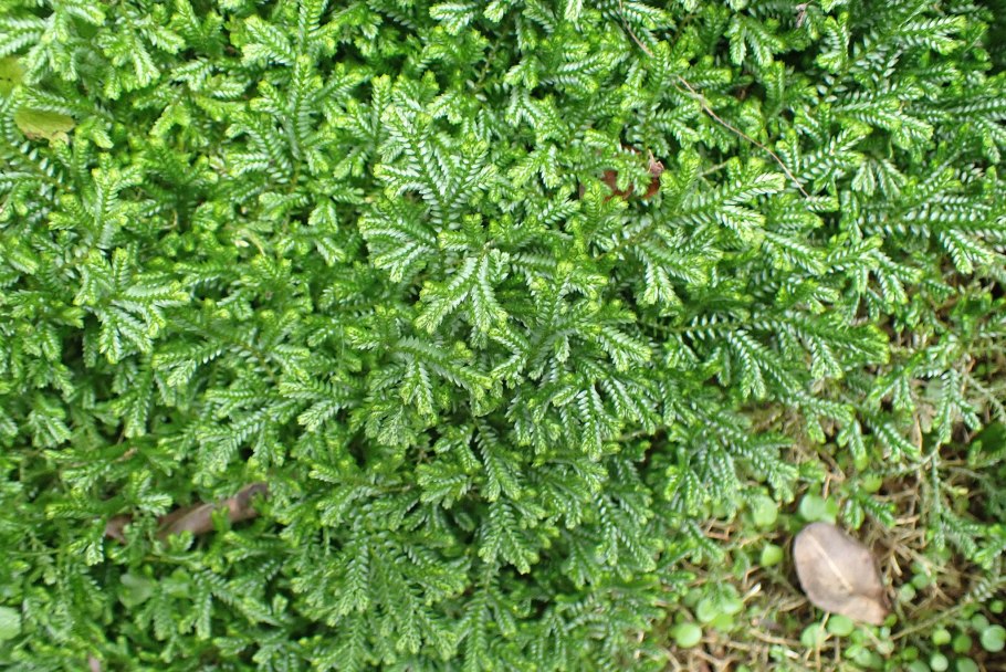 Селагинелла Северная