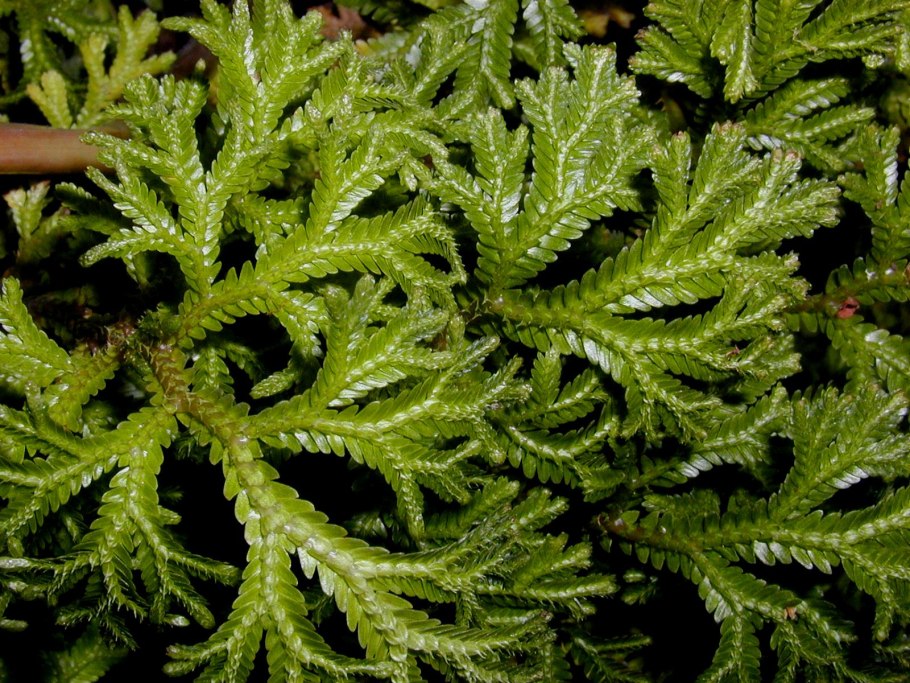 Selaginella Россия