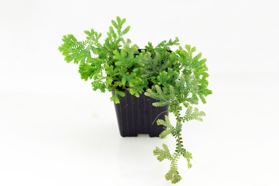 Древовидная Полынь Artemisia abrotanum