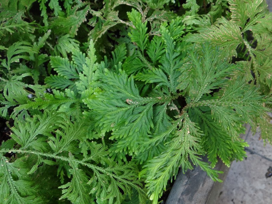 Селагинелла Мартенса "Марион"