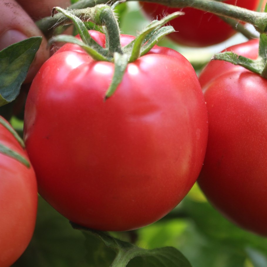 Томат Ажур f1