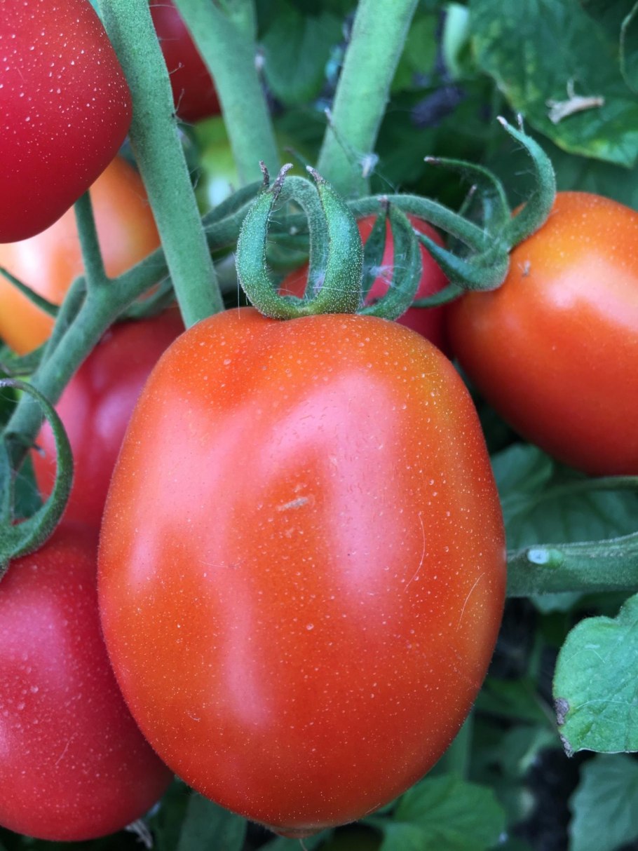 Фермер с помидорами