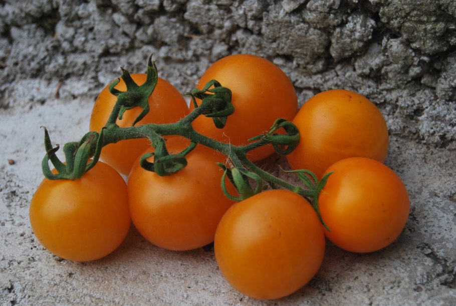 Томат желтые торбочки