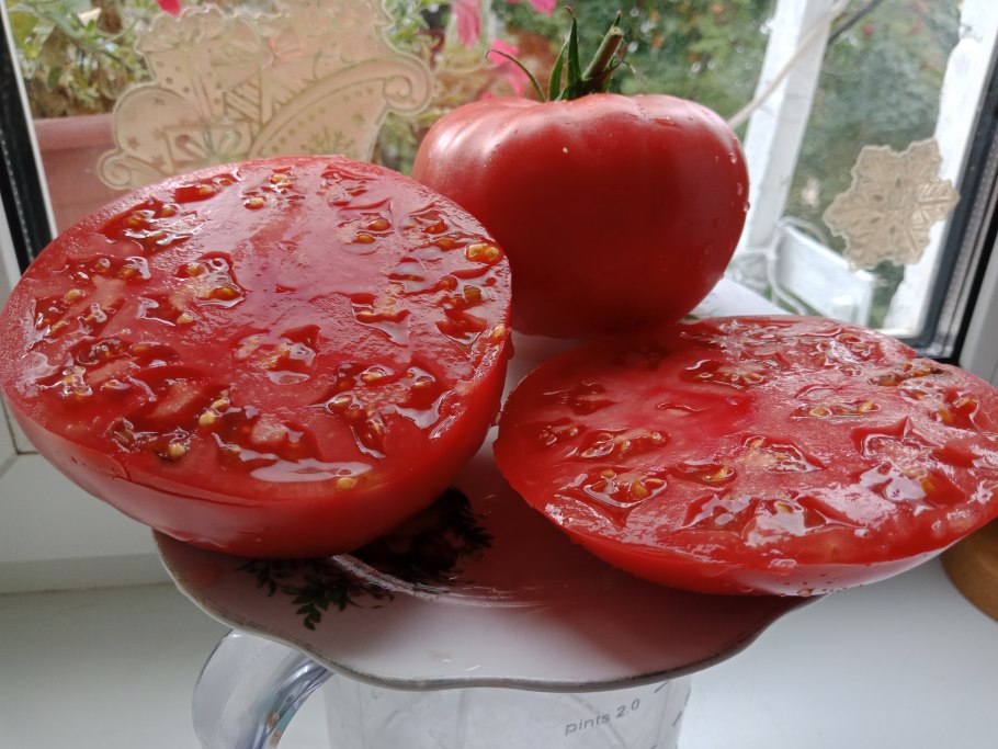 Томат удачный отзывы