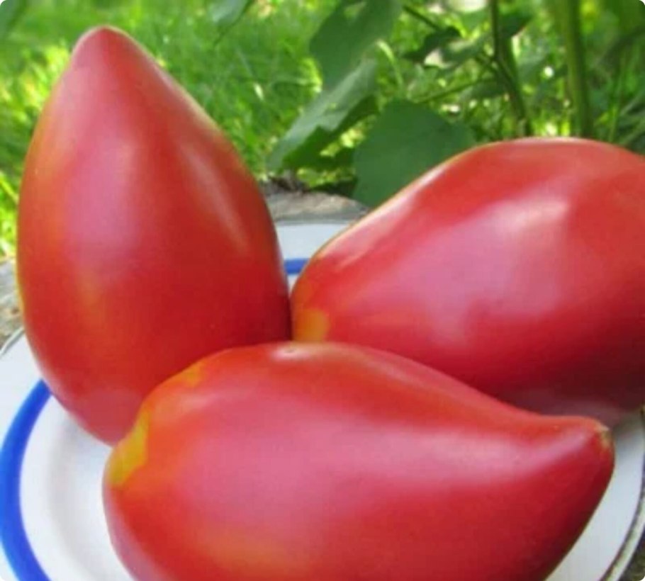 Томаты в Южной Америке