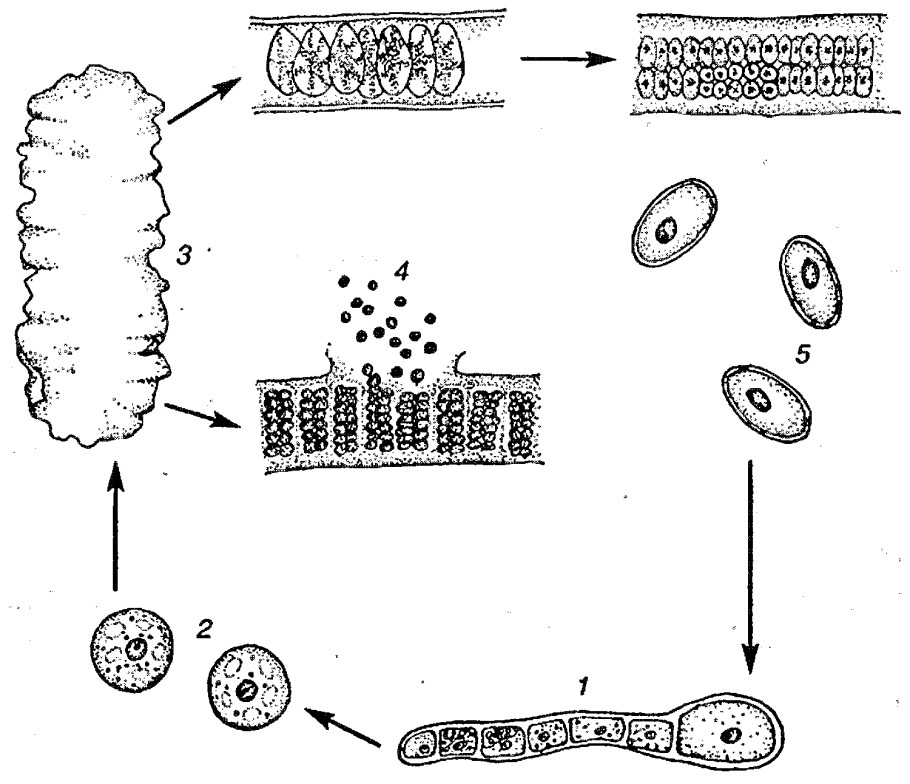 Polysiphonia схема жизненного цикла