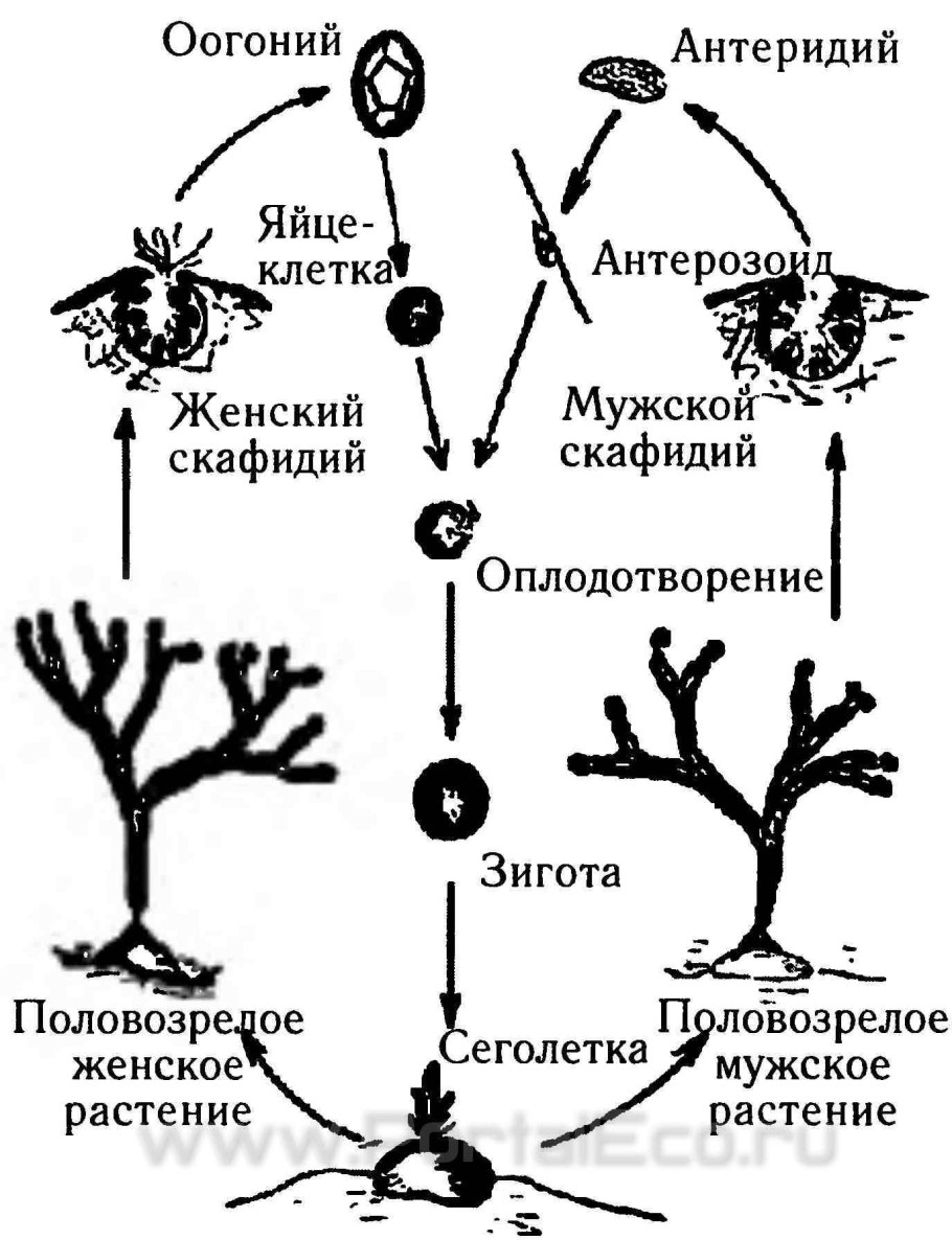Цикл развития папоротниковидных схема