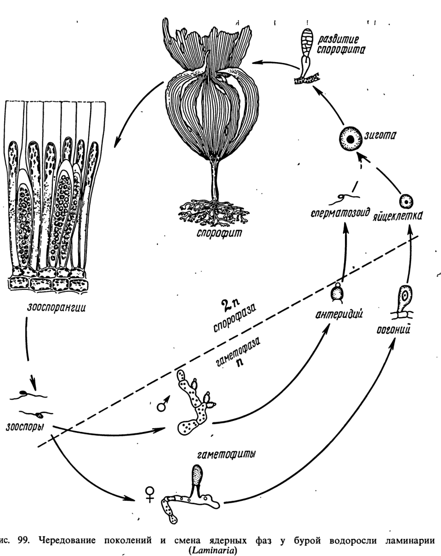 Жизненный цикл Polysiphonia