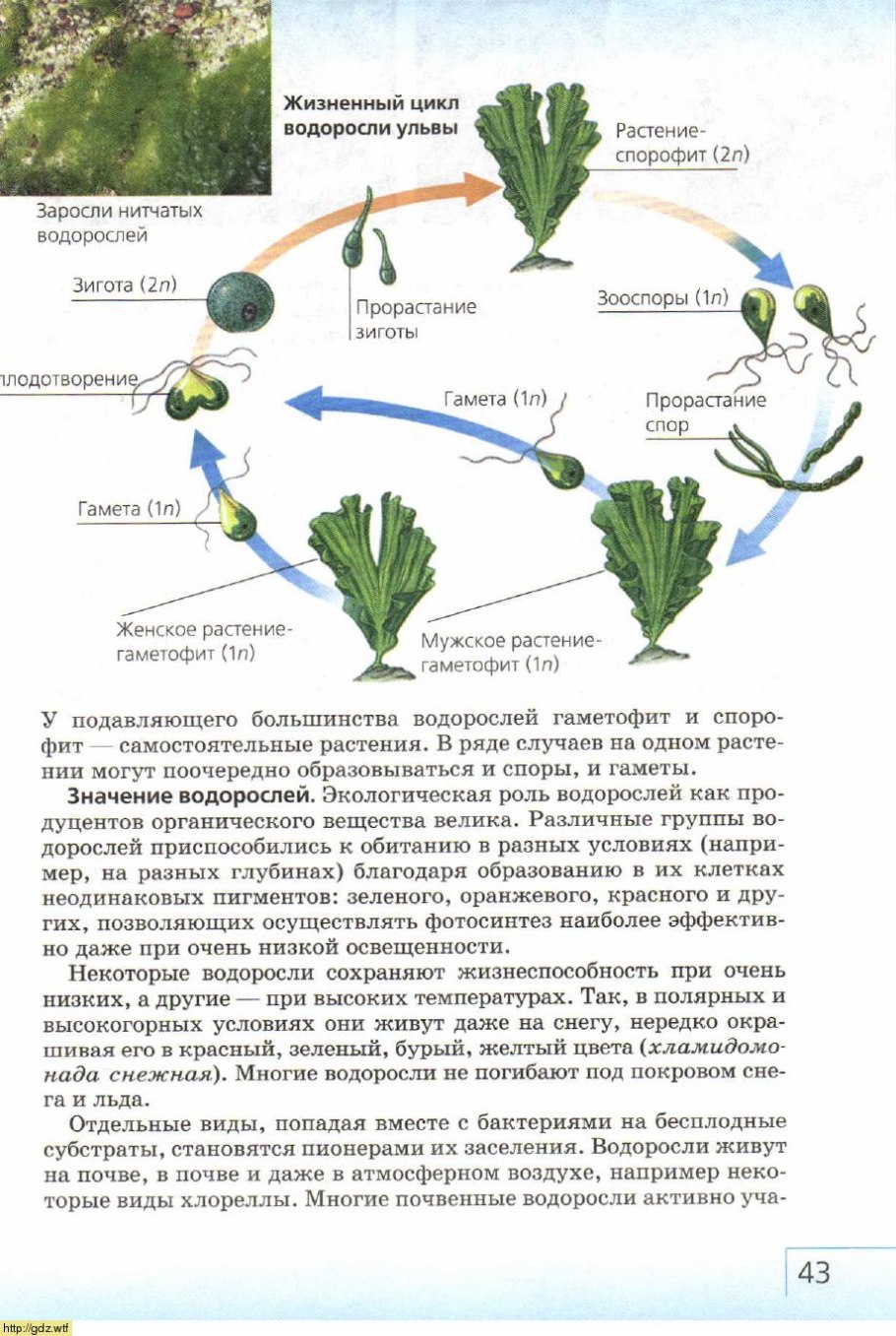 Цикл воспроизведения ламинарии