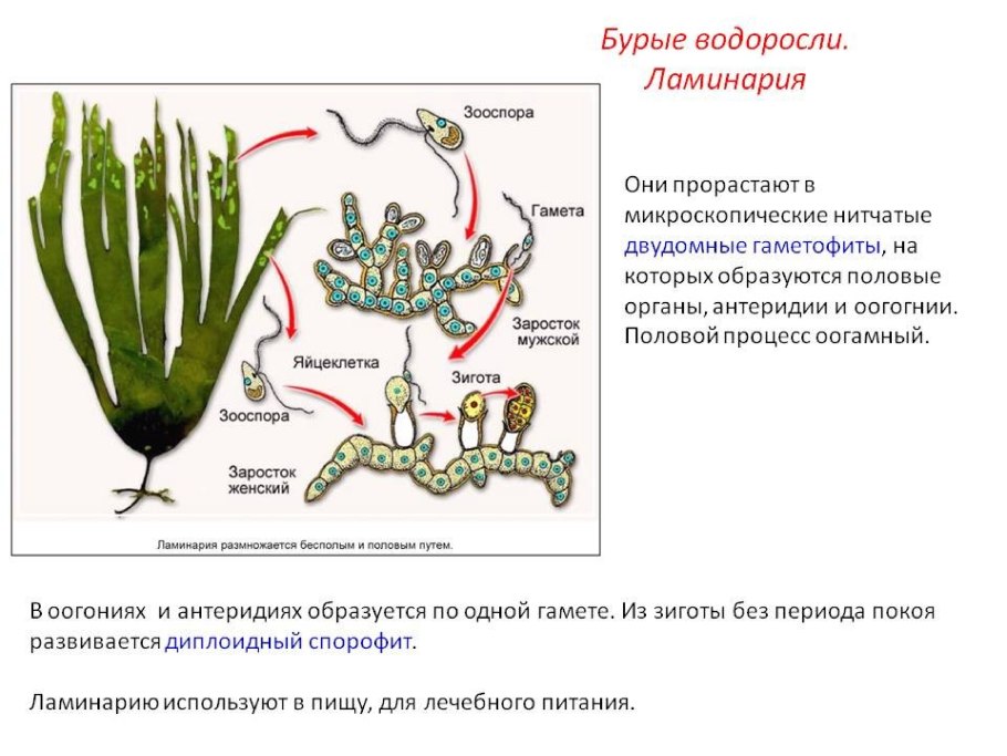 Жизненный цикл улотрикса