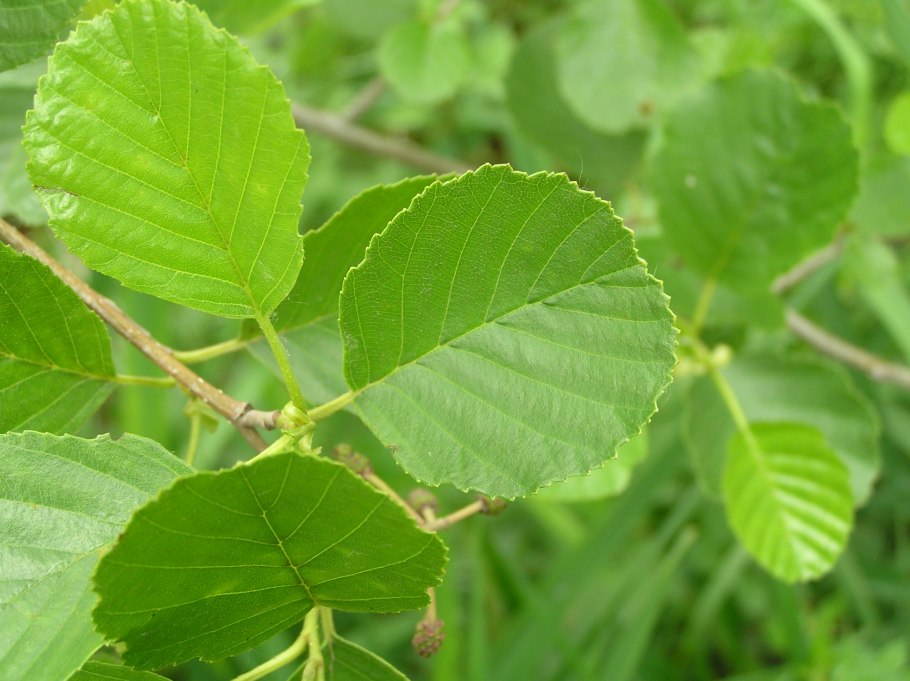 Ольха серая - Alnus incana (l