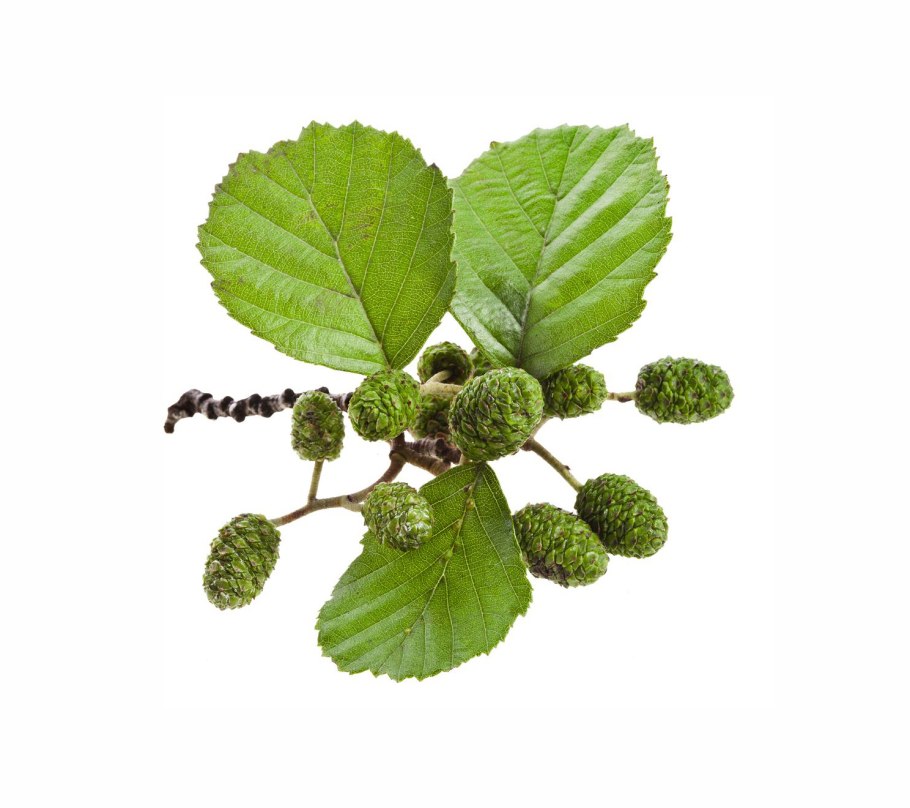 Ольха черная (Alnus glutinosa)