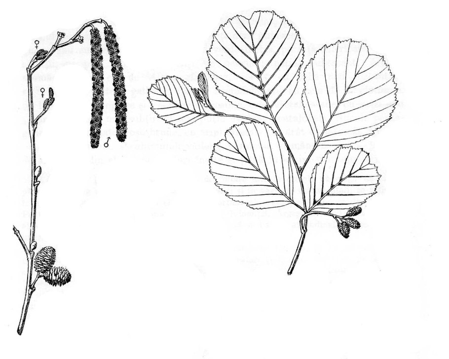 Ольха пушистая (Alnus hirsuta)