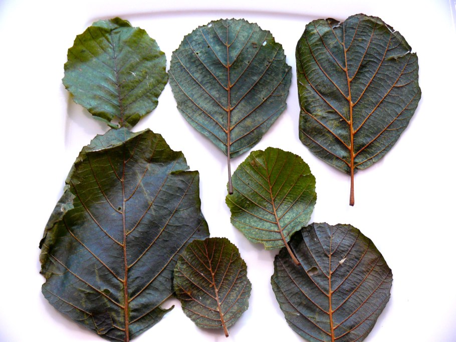 Ольха серая Alnus incana