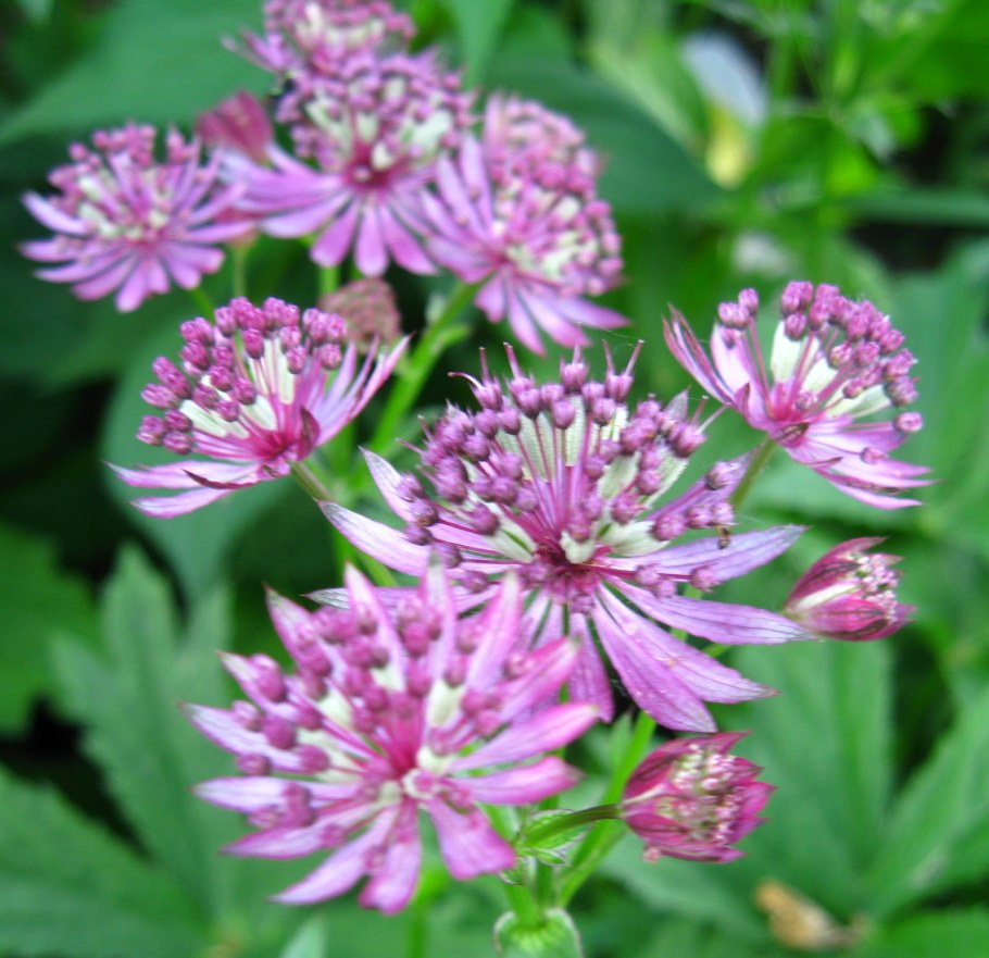 Астранция крупная 'Ruby cloud'