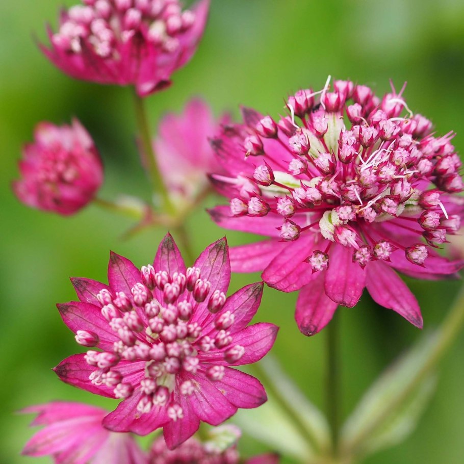 Astrantia Major Primadonna