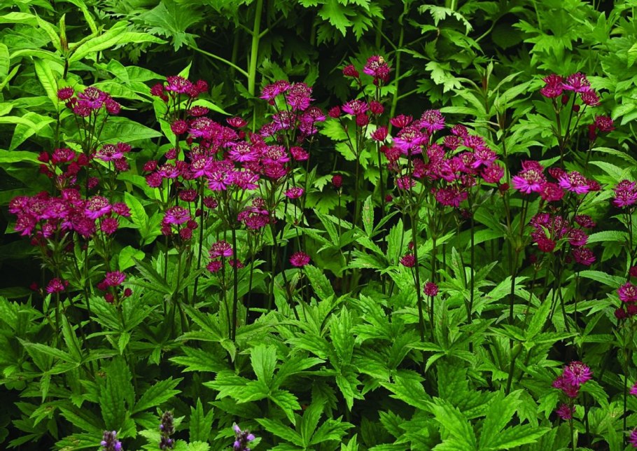 Астранция крупная (Astrantia Major)