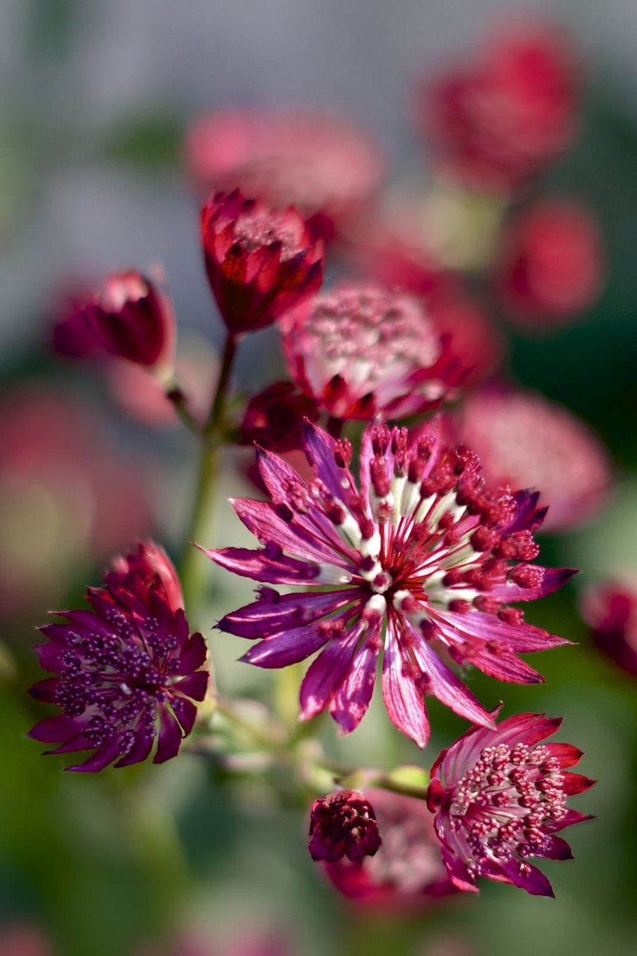 Астранция Major rosea