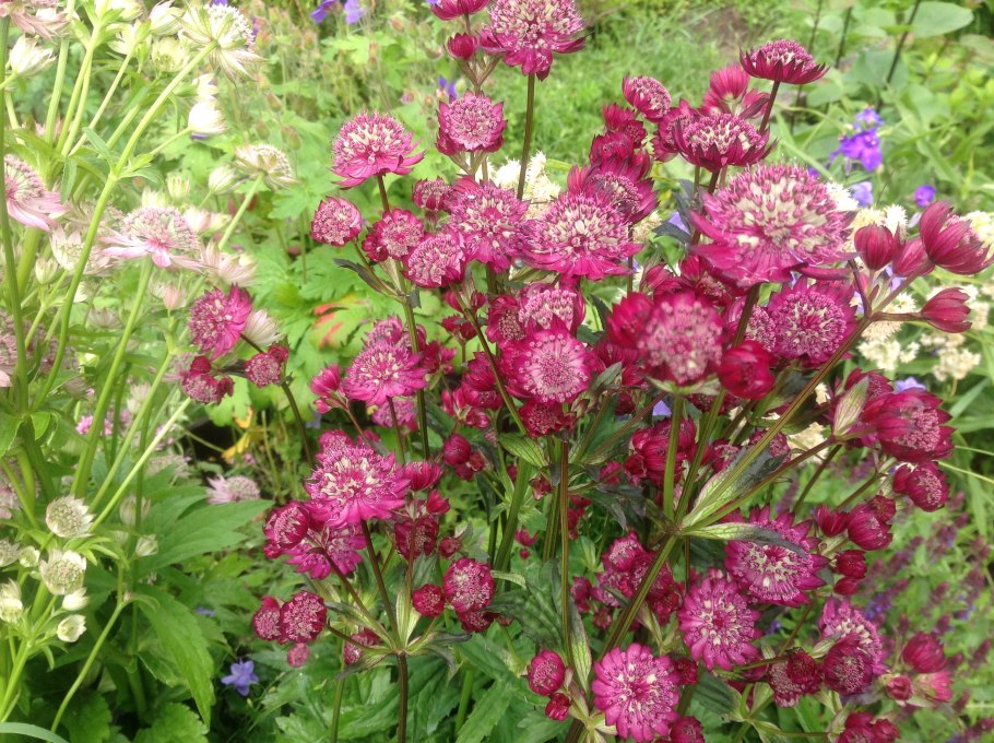Астранция Astrantia Major Claret